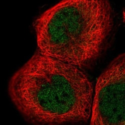 PPIL3 Antibody, Novus Biologicals:Antibodies:Primary Antibodies